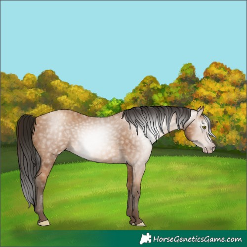 Horse Color:Gray Amber Champagne