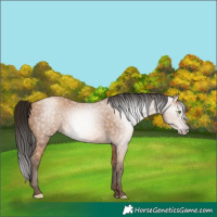 Horse Color:Gray Amber Champagne 