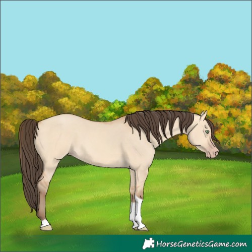 Horse Color:Amber Champagne Dun Tobiano Rabicano 
