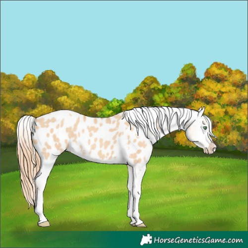 Horse Color:Gold Champagne Dun Tobiano Appaloosa Rabicano 