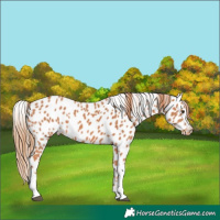 Horse Color:Chestnut Tobiano Leopard Rabicano 