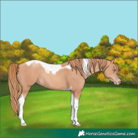 Horse Color:Gold Champagne Tobiano Rabicano