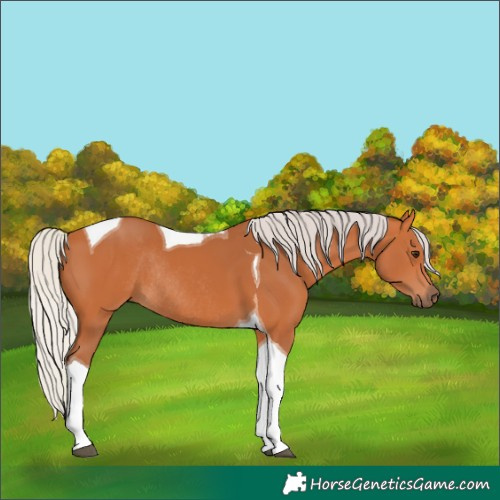 Horse Color:Silver Bay Tobiano Rabicano 