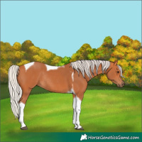 Horse Color:Silver Bay Tobiano Rabicano