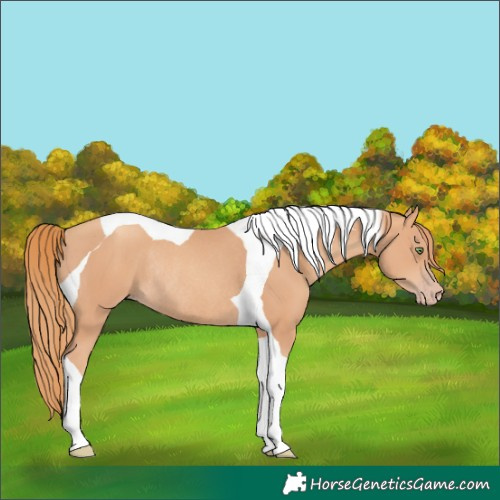 Horse Color:Gold Champagne Tobiano Rabicano