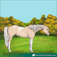 Horse Color:Silver Amber Champagne Dun Tobiano Rabicano 