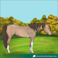 Horse Color:Amber Champagne Tobiano Rabicano 