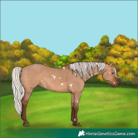 Horse Color:White Spotted Silver Bay Dun Rabicano 