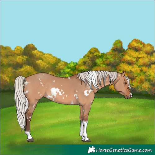 Horse Color:White Spotted Silver Bay Dun Tobiano Rabicano 