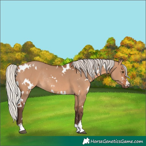 Horse Color:White Spotted Silver Brown Dun Rabicano
