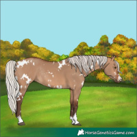 Horse Color:White Spotted Silver Brown Dun Rabicano 