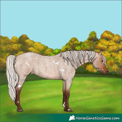 Horse Color:White Spotted Silver Brown Roan Dun Rabicano 