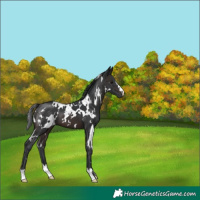 Horse Color:White Spotted Brown 
