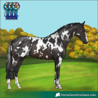 Horse Color:White Spotted Brown
