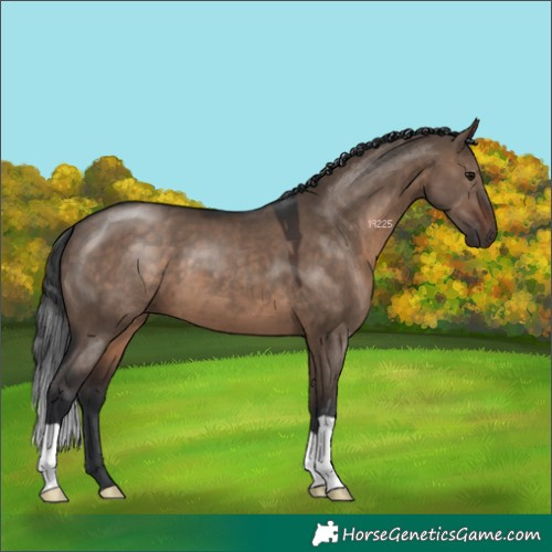 Horse Color:Brown Dun 