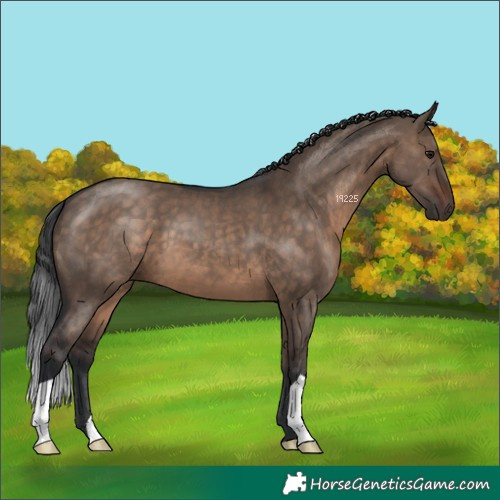 Horse Color:Brown Dun 
