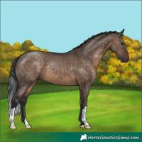 Horse Color:Brown Dun 