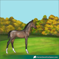 Horse Color:Brown Dun