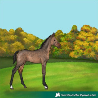 Horse Color:Brown Dun Rabicano