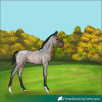Horse Color:Brown Roan