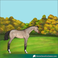Horse Color:Brown Dun