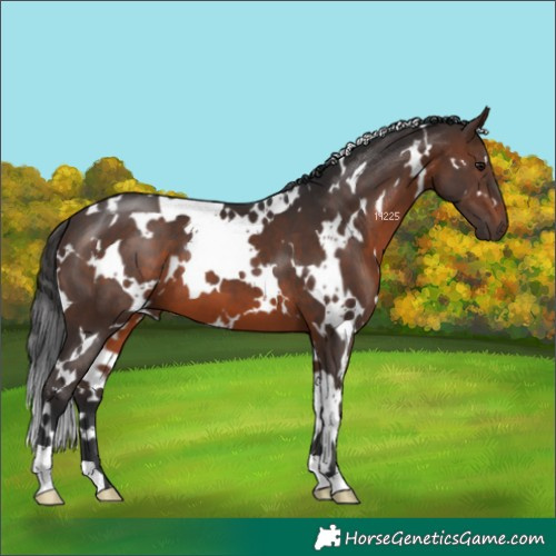 Horse Color:White Spotted Brown