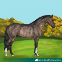 Horse Color:Brown Dun Rabicano Brindle