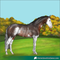 Horse Color:Brown Sabino Splash Rabicano