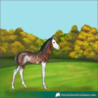 Horse Color:Brown Sabino Splash Rabicano 