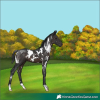 Horse Color:White Spotted Brown 