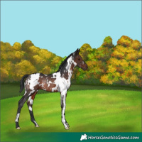 Horse Color:White Spotted Brown Rabicano