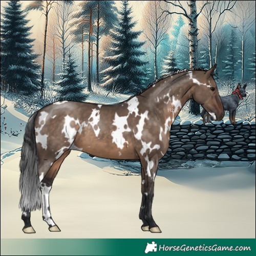 Horse Color:White Spotted Brown Dun 