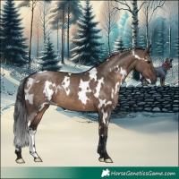 Horse Color:White Spotted Brown Dun
