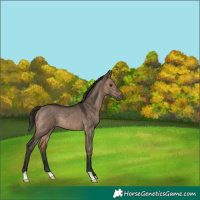 Horse Color:Brown Dun Rabicano