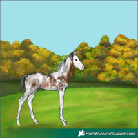 Horse Color:White Spotted Brown Sabino Splash Rabicano 