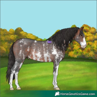 Horse Color:Bay Sabino Rabicano