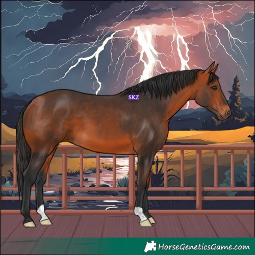 Horse Color:Bay 