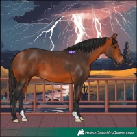 Horse Color:Bay 