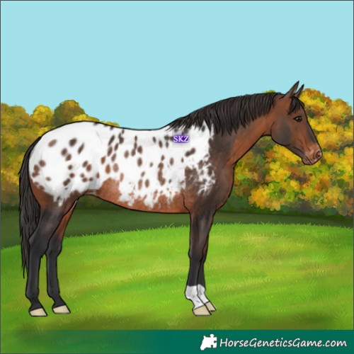 Horse Color:Brown Appaloosa Rabicano 
