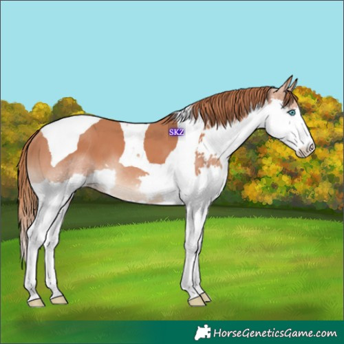 Horse Color:Chestnut Splash Tobiano 