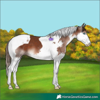 Horse Color:Liver Chestnut Splash Tobiano