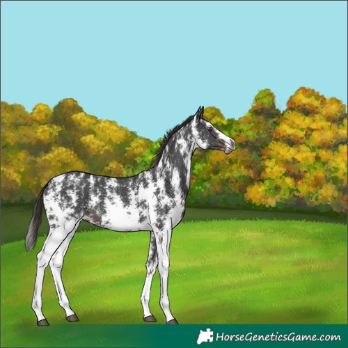 Horse Color:Gray Liver Chestnut Sabino 