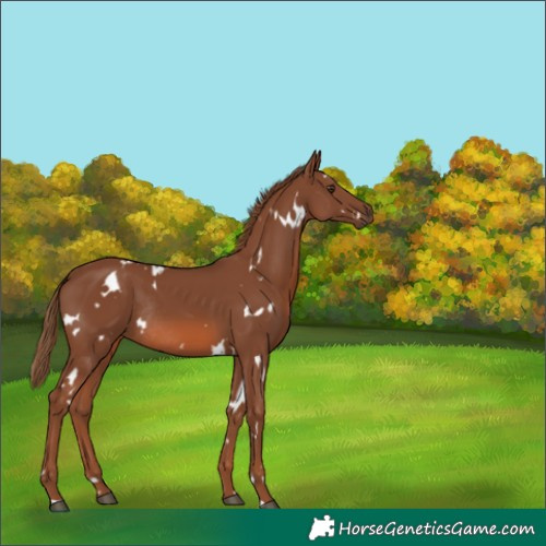 Horse Color:White Spotted Chestnut Rabicano 