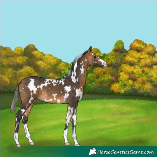 Horse Color:White Spotted Buckskin 