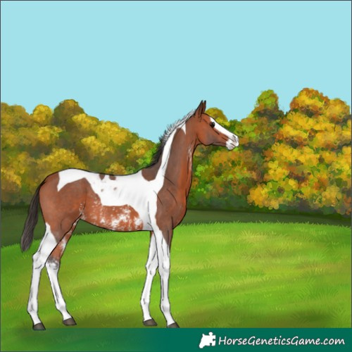 Horse Color:Bay Sabino Splash Tobiano 