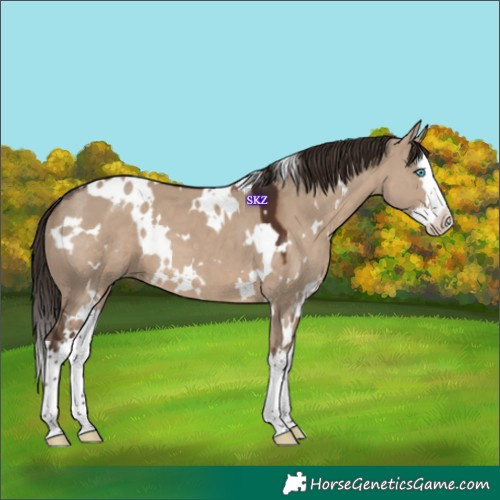 Horse Color:White Spotted Liver Red Dun Splash 