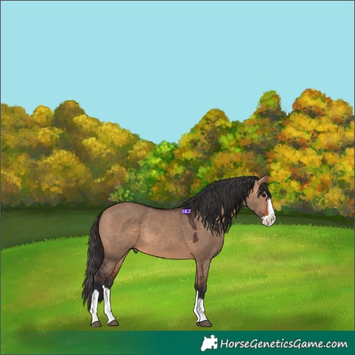 Horse Color:Bay Dun Splash 