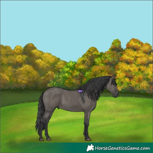 Horse Color:Grullo 