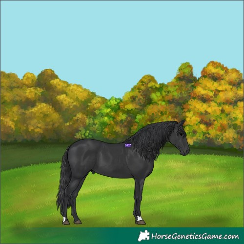 Horse Color:Black 