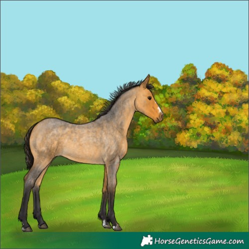 Horse Color:Buckskin Roan 